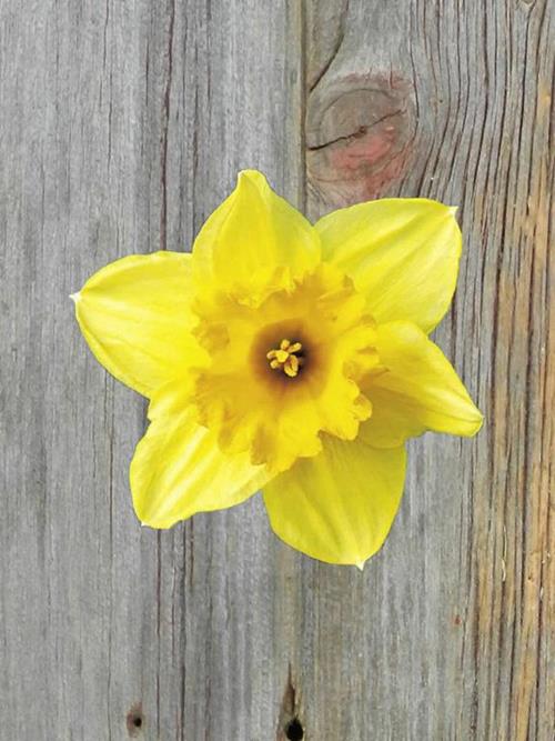 CARLTON  YELLOW DAFFODIL